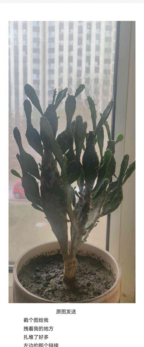 如何养护仙人掌果大树？