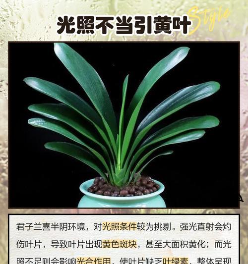 君子兰出现黄叶时应该用什么水进行浇水？