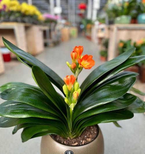 当年开花的君子兰有哪些明显特征？
