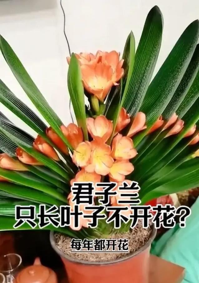 君子兰养成桩的养护方法是什么？