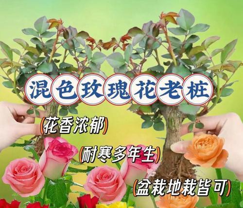 玫瑰花小树的养殖方法是什么？