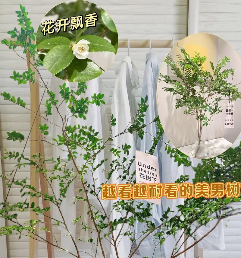 玫瑰花小树的养殖方法是什么？