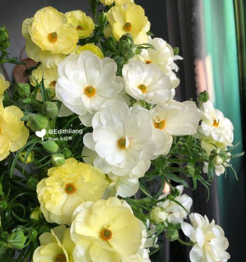 给牡丹花浇牛奶真的好吗？正确的浇灌方法是什么？