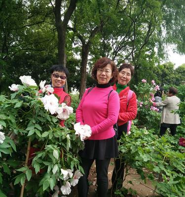 给牡丹花浇牛奶真的好吗？正确的浇灌方法是什么？