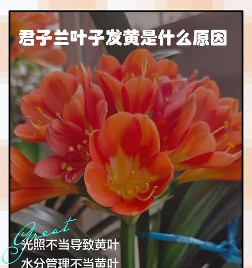 君子兰根部发黄的可能原因有哪些？
