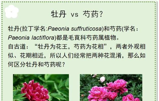 牡丹花需要与芍药搭配才能开花吗？原因何在？