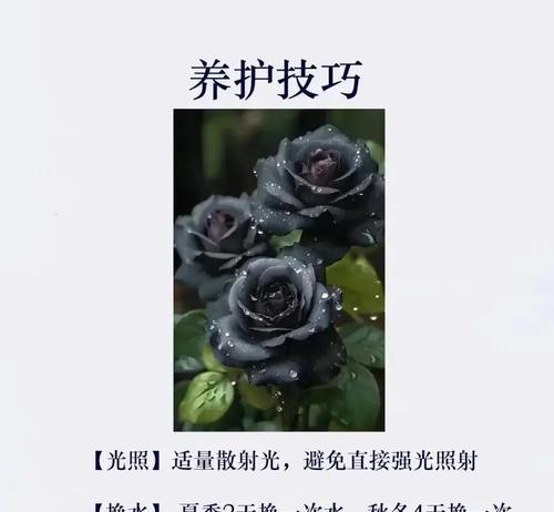 带花苞的黑玫瑰花应该如何养护？