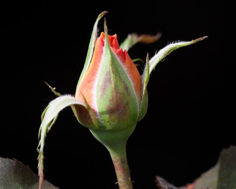 带花苞的黑玫瑰花应该如何养护？
