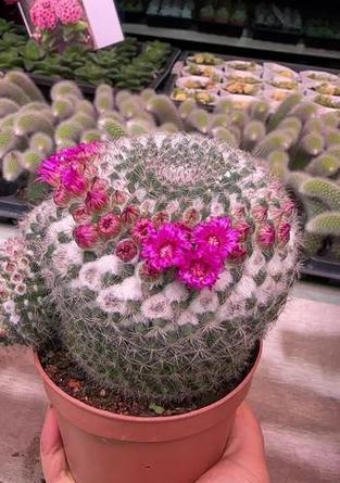 玉翁仙人球真的能常年开花吗？养护技巧是什么？