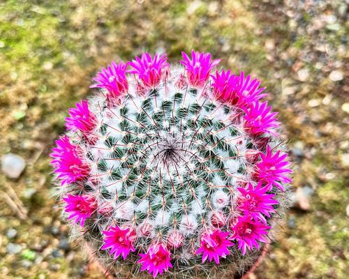 玉翁仙人球真的能常年开花吗？养护技巧是什么？