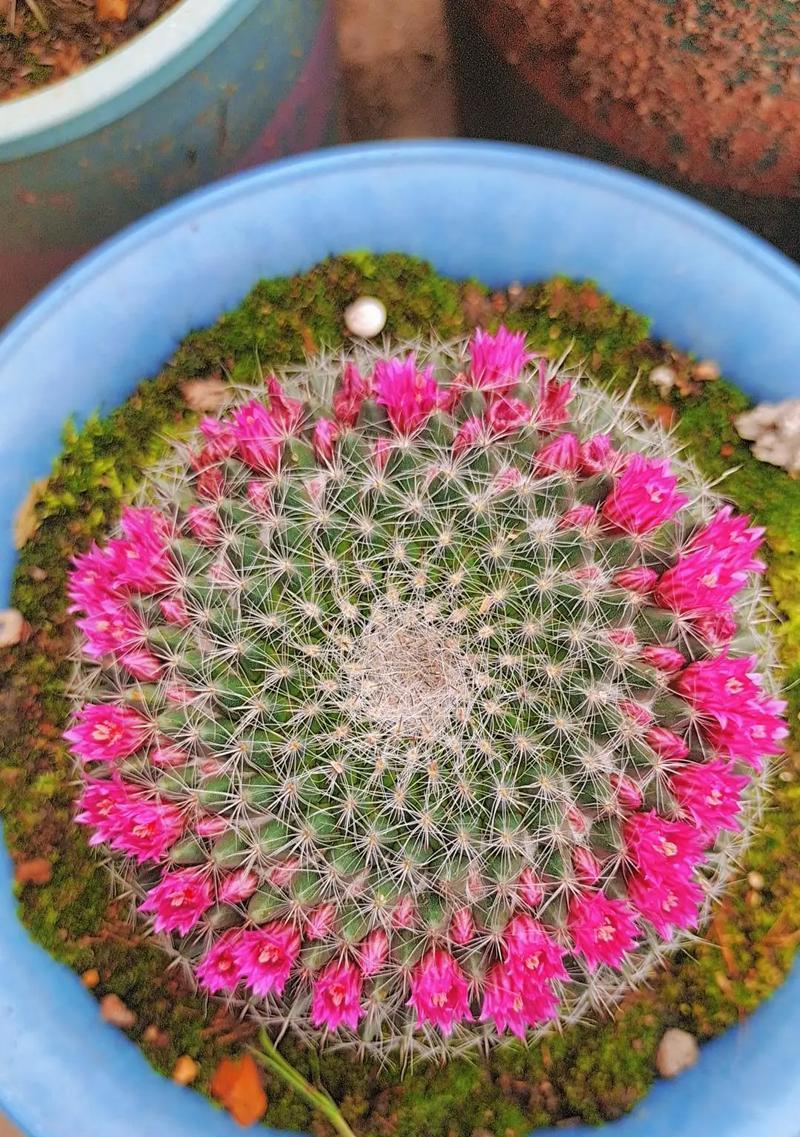 玉翁仙人球真的能常年开花吗？养护技巧是什么？