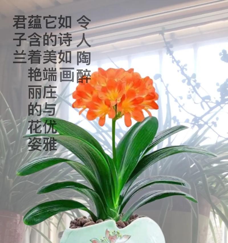 君子兰造型盆景的养护技巧有哪些？