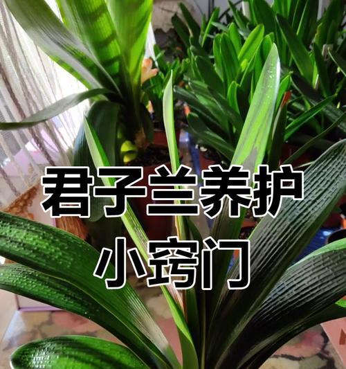 君子兰造型盆景的养护技巧有哪些？
