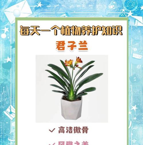 君子兰造型盆景的养护技巧有哪些？