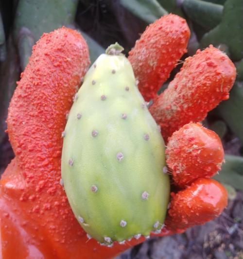 梨果仙人掌干花养护方法是什么？