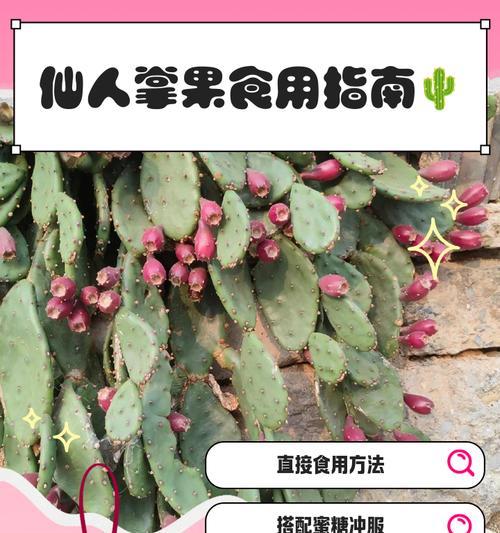 梨果仙人掌干花养护方法是什么？