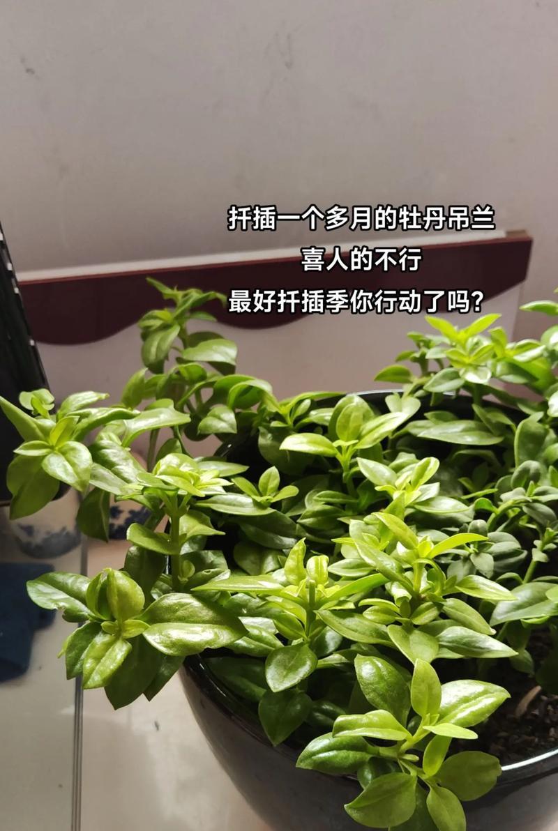 如何提高毛线牡丹花的扦插成活率？