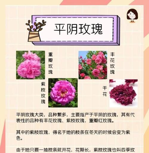 玫瑰花怎样才能顺利开花？