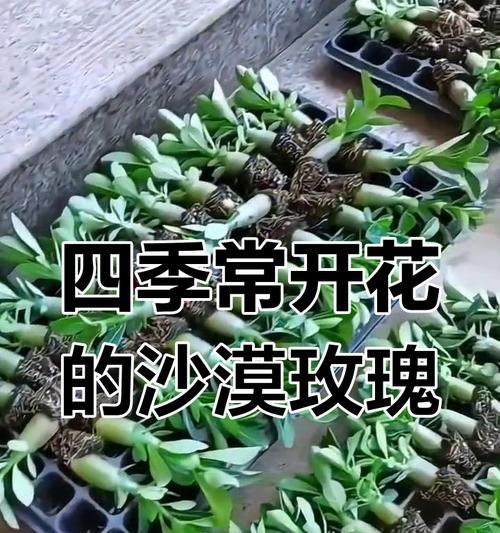 玫瑰花怎样才能顺利开花？