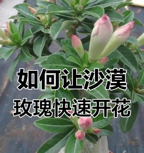 玫瑰花怎样才能顺利开花？