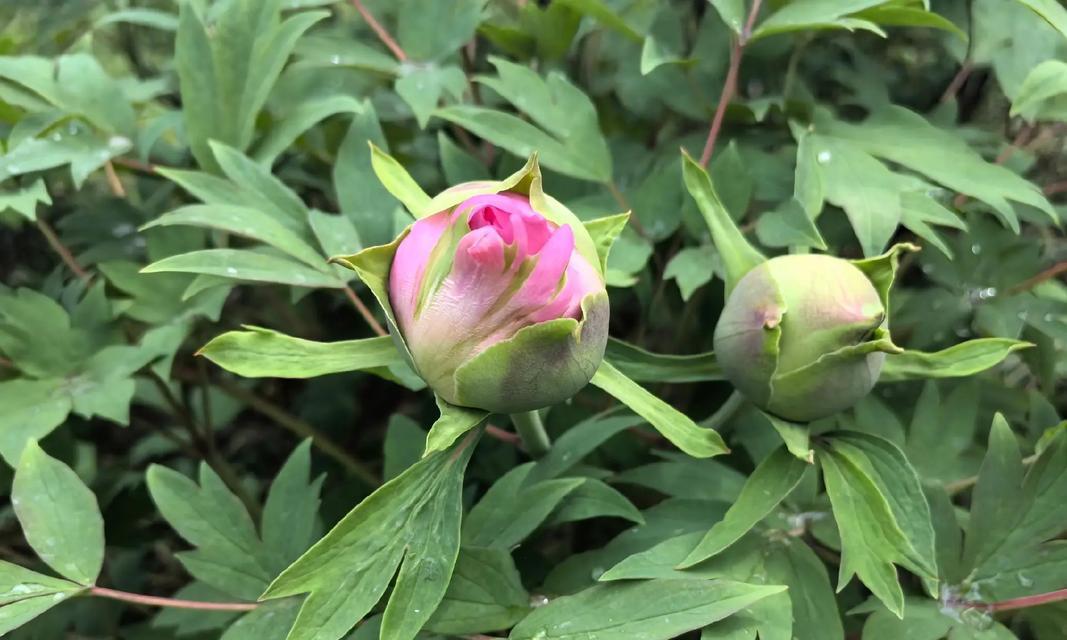 如何养护带刺的牡丹花？