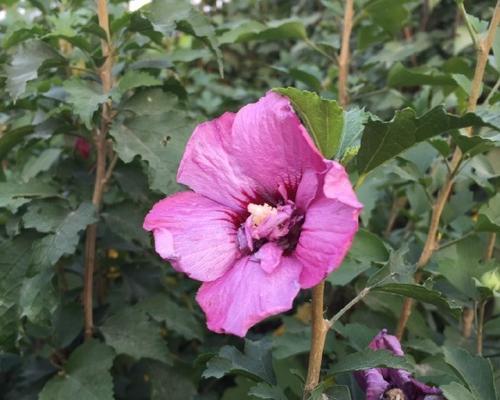 仙人掌木槿花怎样才能开花？