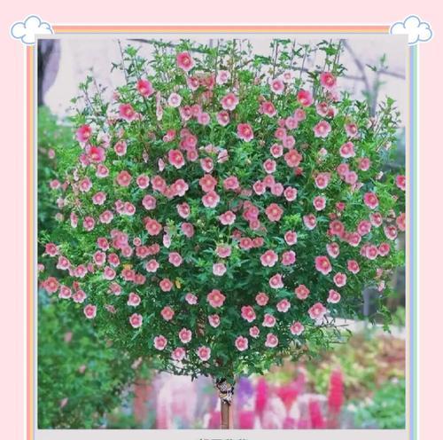 仙人掌木槿花怎样才能开花？
