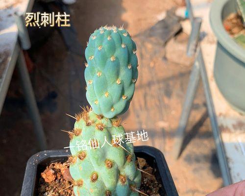 拔仙人球叶子的正确方法是什么？