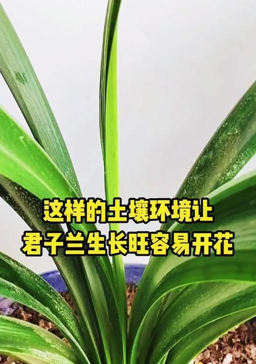 沙石土能用来养君子兰吗？