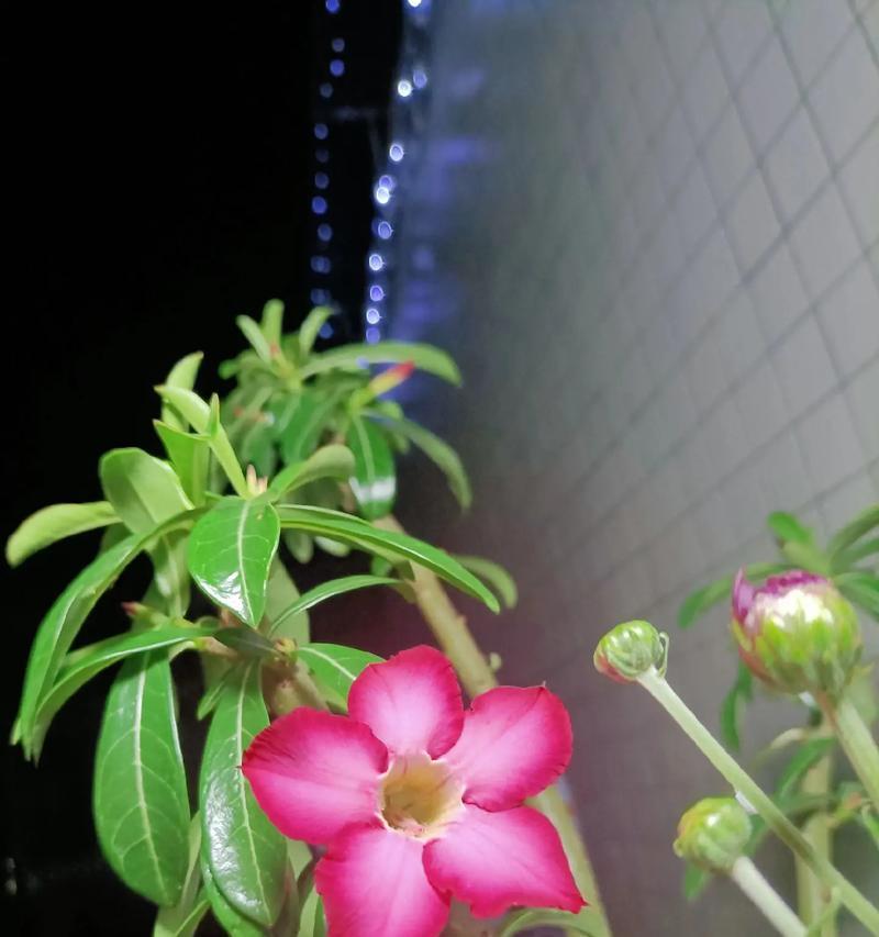 山茶沙漠玫瑰花应该怎么养？