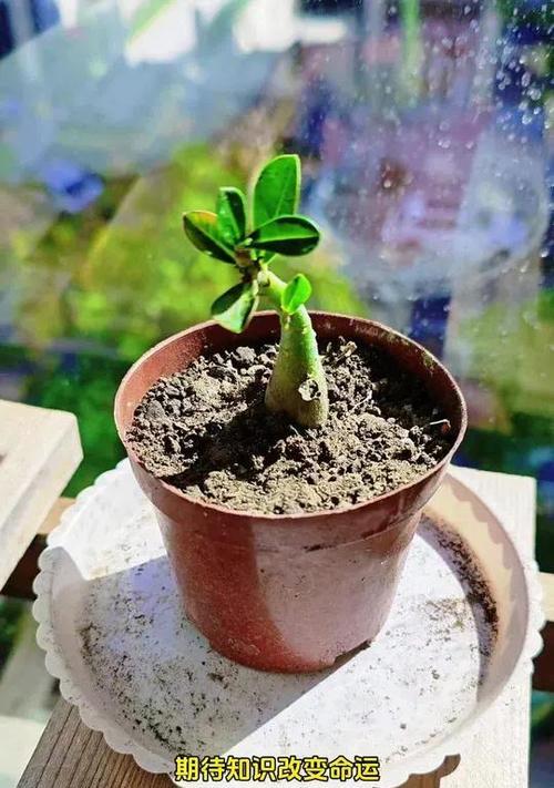 山茶沙漠玫瑰花应该怎么养？