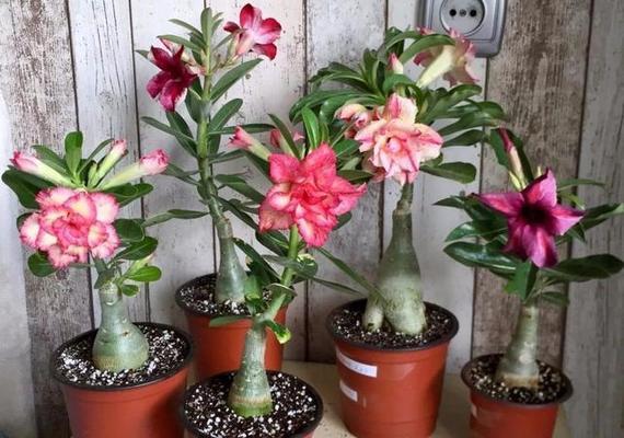 山茶沙漠玫瑰花应该怎么养？