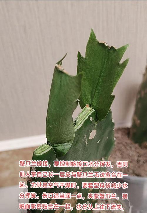 仙人掌冬天出芽了应该怎么办？