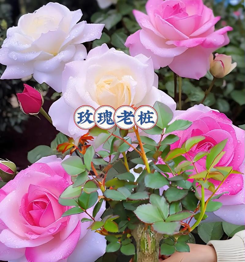 玫瑰花怎么养才能时间更久？