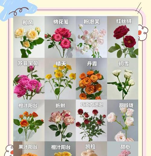 玫瑰花怎么养才能时间更久？