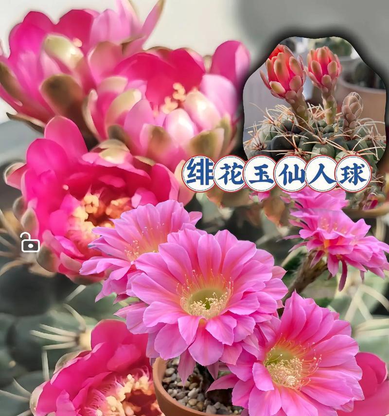 鸡蛋形状的仙人球是什么品种？如何识别鸡蛋仙人球？