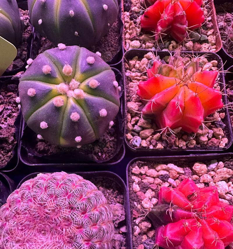 鸡蛋形状的仙人球是什么品种？如何识别鸡蛋仙人球？