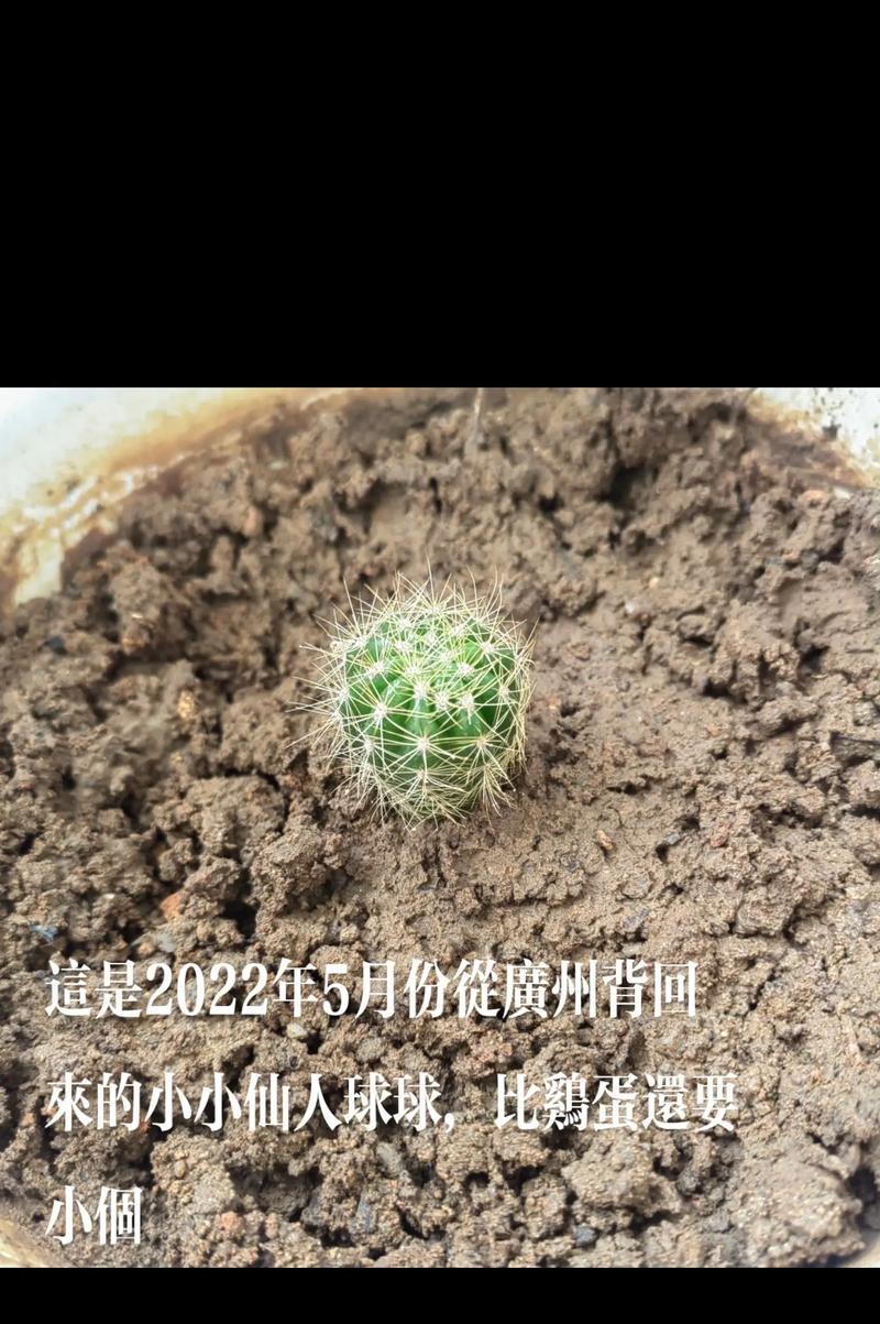 鸡蛋形状的仙人球是什么品种？如何识别鸡蛋仙人球？