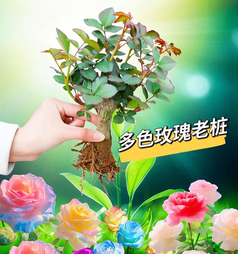 月季老桩玫瑰花的养护方法是什么？月季老桩玫瑰花如何正确养护？