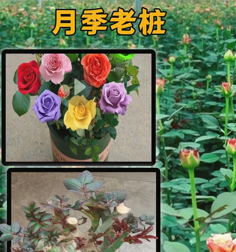 月季老桩玫瑰花的养护方法是什么？月季老桩玫瑰花如何正确养护？