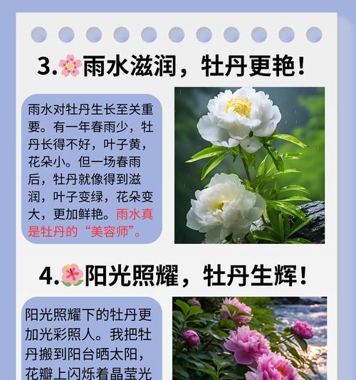 牡丹花到家后如何种植才能养活？牡丹花的种植和养护技巧有哪些？
