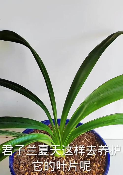 艾玛君子兰的叶子有何特征？君子兰叶子的形状和颜色是什么？