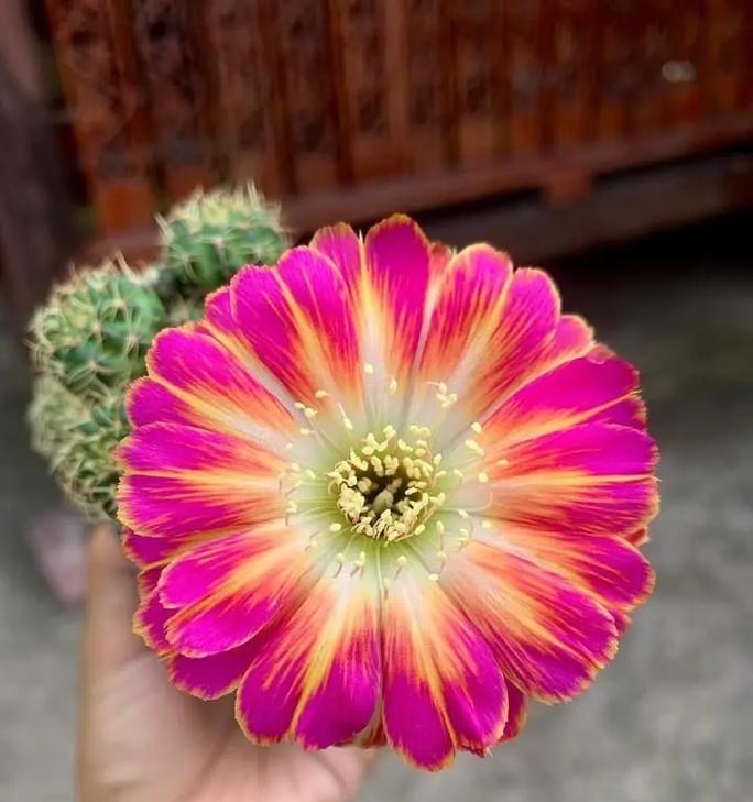 哪种仙人球品种特别勤花？勤开花的仙人球品种有哪些？