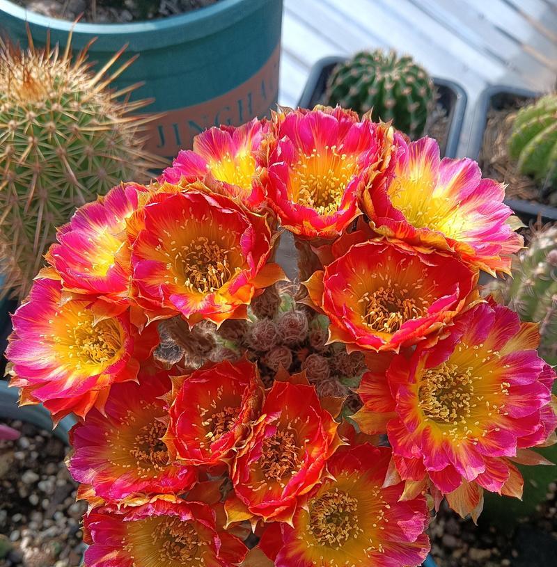哪种仙人球品种特别勤花？勤开花的仙人球品种有哪些？