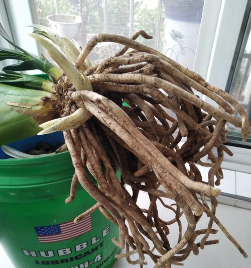 君子兰幼苗入盆后的养护方法是什么？君子兰幼苗如何正确入盆养护？