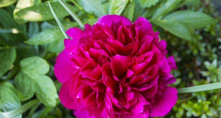 牡丹花枝条如何养护才能开花？牡丹花的枝条养护技巧有哪些？