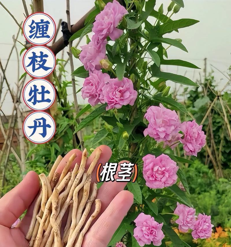 牡丹花枝条如何养护才能开花？牡丹花的枝条养护技巧有哪些？