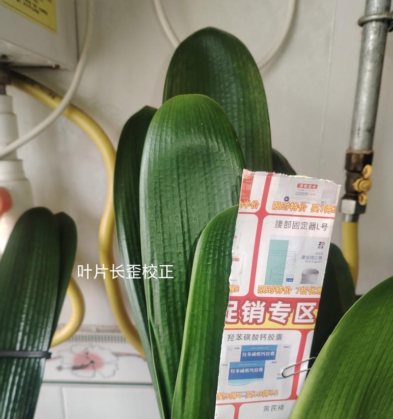 君子兰叶片出现圆斑点是什么原因？君子兰叶片圆斑点的解决方法是什么？