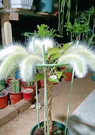 叶仙上嫁接哪种仙人球效果最佳？叶仙嫁接仙人球的推荐品种有哪些？