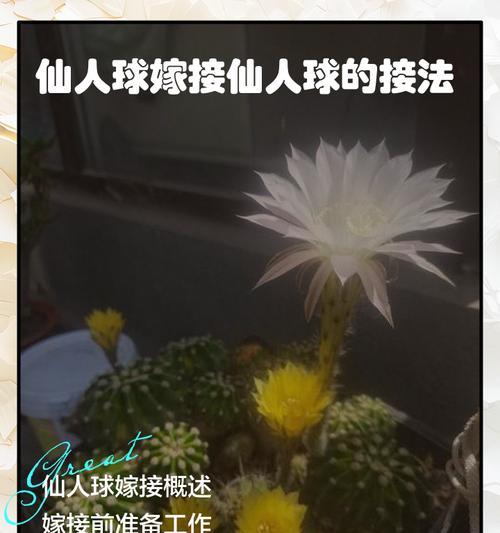 叶仙上嫁接哪种仙人球效果最佳？叶仙嫁接仙人球的推荐品种有哪些？
